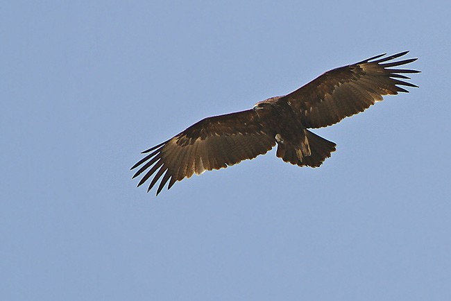 Greater Spotted Eagle - James Eaton