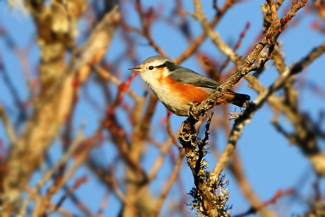 White-browed Nuthatch - ML205759781