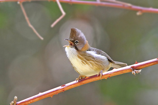 Photos - Whiskered Yuhina - Yuhina flavicollis - Birds of the World