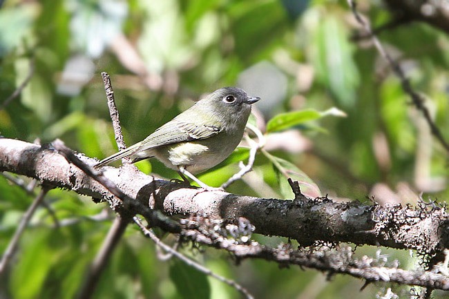 Green Shrike-Babbler (Eye-ringed) - ML205759831