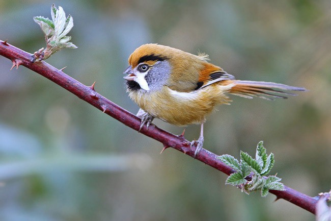 Black-throated Parrotbill (Buff-breasted) - James Eaton