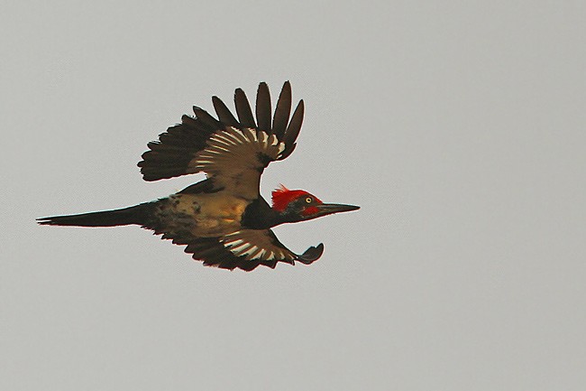 White-bellied Woodpecker - James Eaton