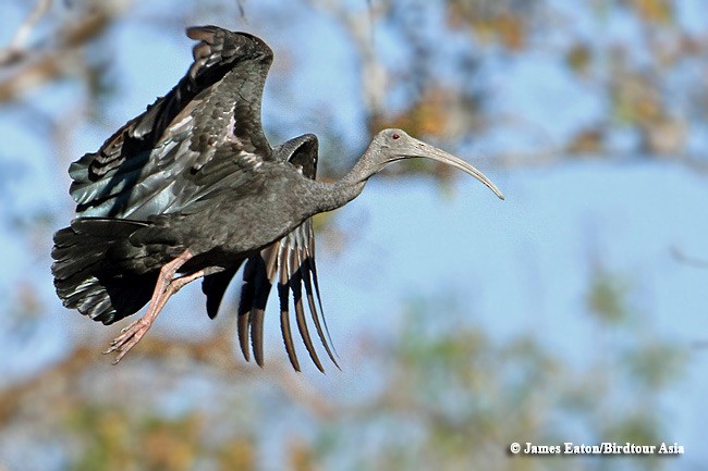 ibis obrovský - ML205760001
