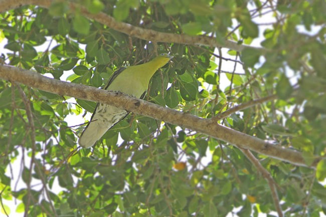 Buru Green-Pigeon - ML205760151