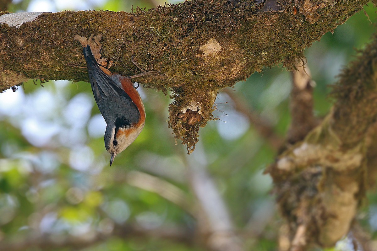 White-browed Nuthatch - ML205760271