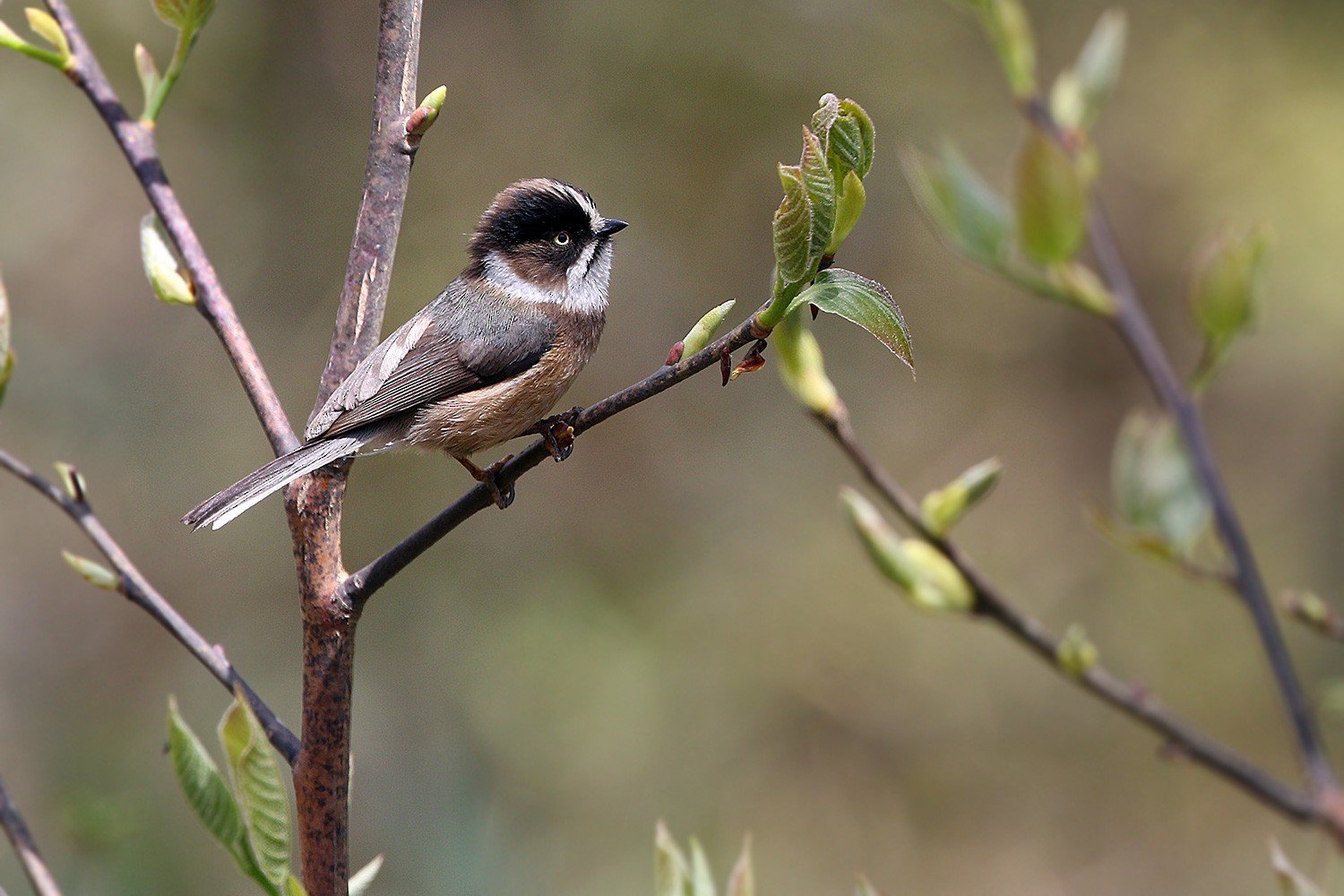 Black-browed Tit (Burmese) - eBird
