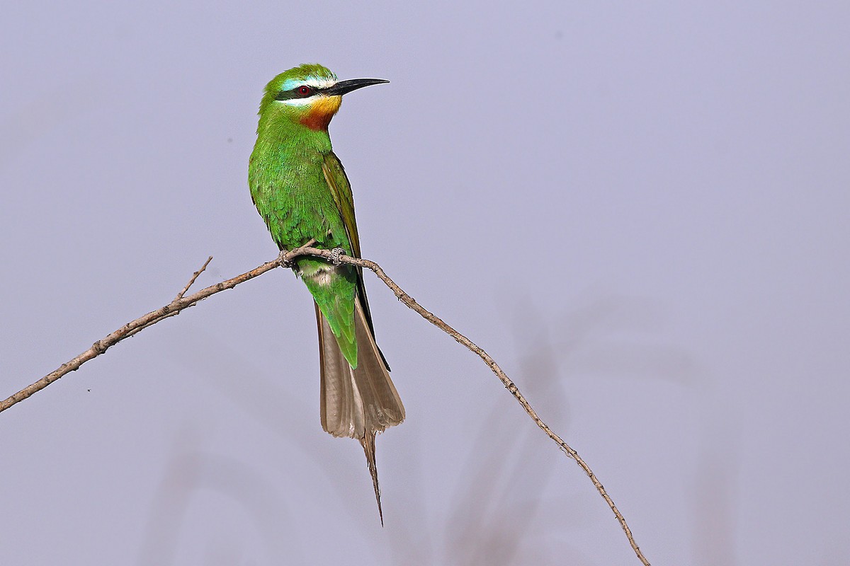 Blue-cheeked Bee-eater - James Eaton