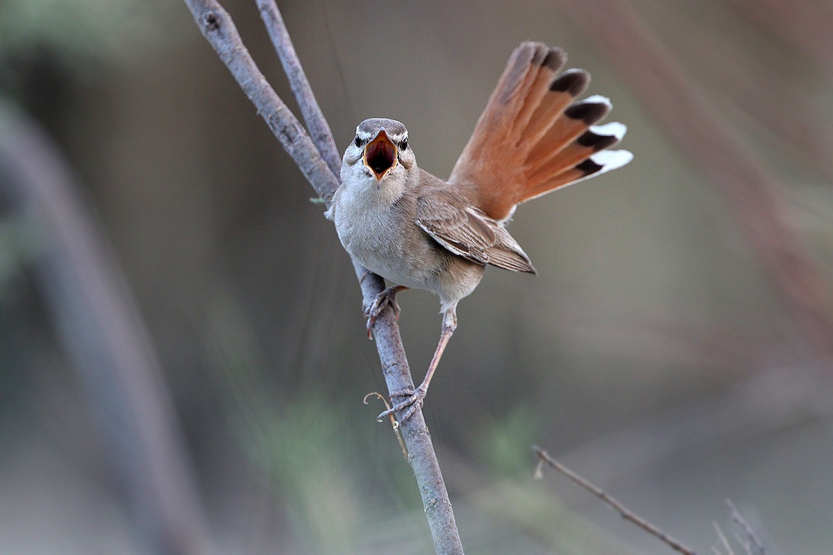 Rufous-tailed Scrub-Robin (Rufous-tailed) - James Eaton