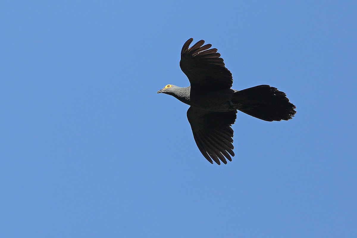 holub timorský - ML205760621