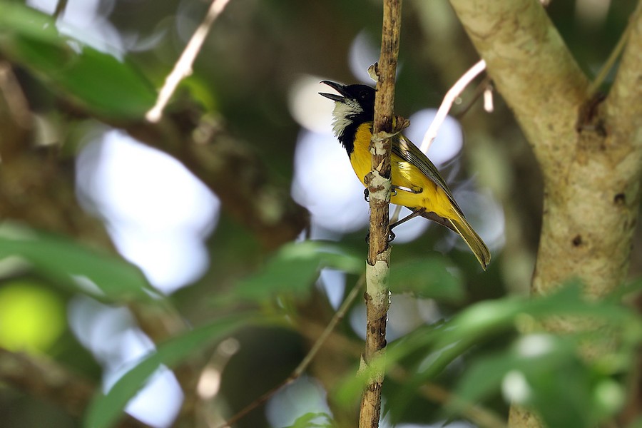 Yellow-throated Whistler (Babar) - eBird