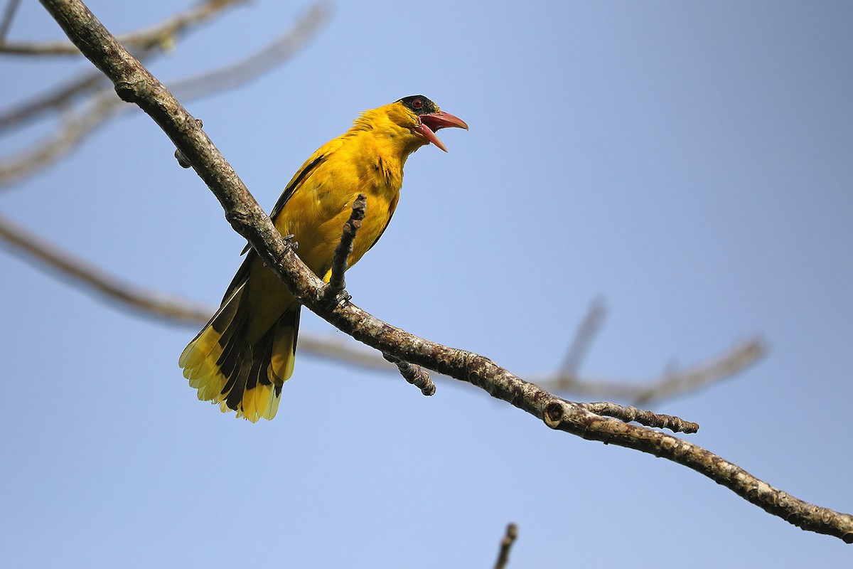 Black-naped Oriole (Tenggara) - James Eaton