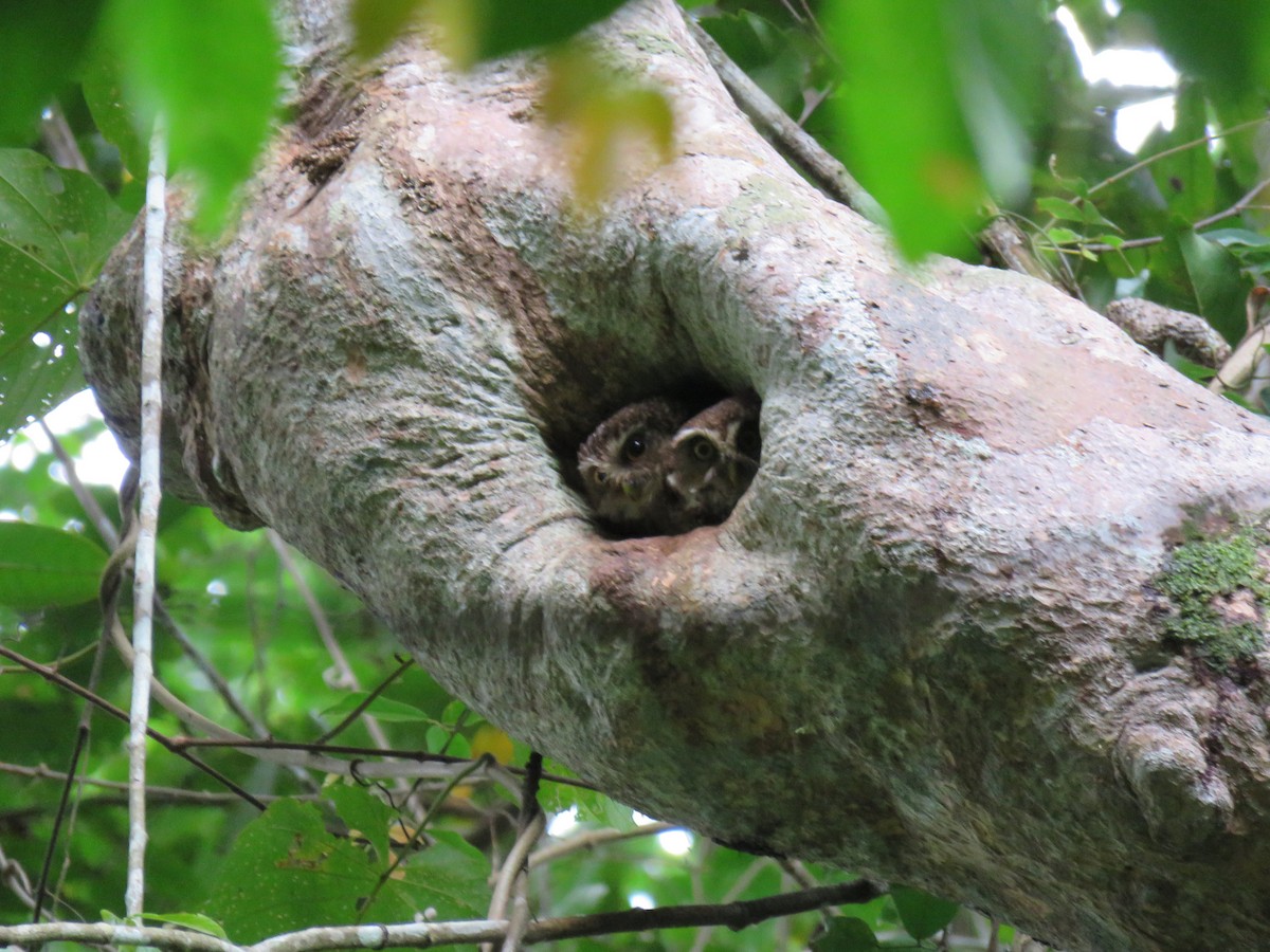Guadalcanal Owl - Phil Gregory | Sicklebill Safaris | www.birder.travel
