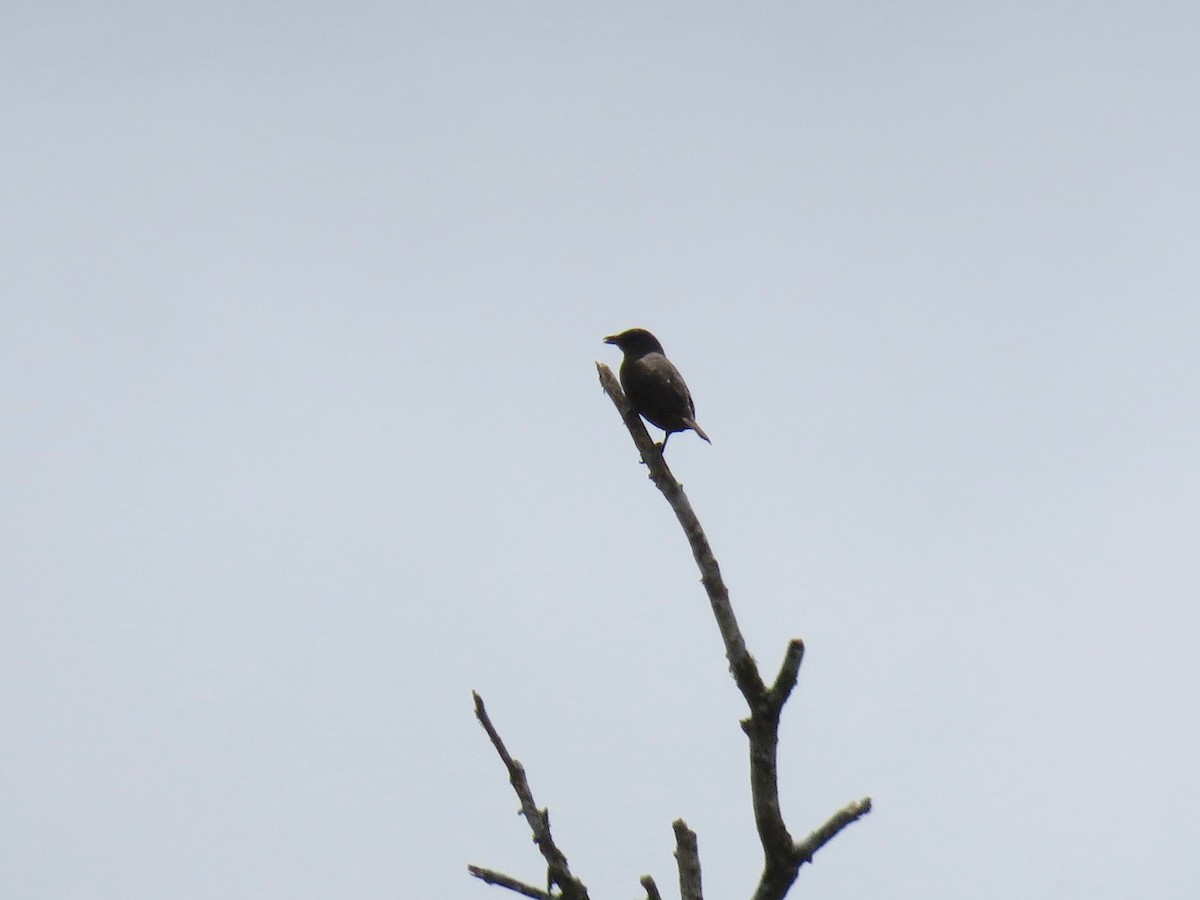 Rusty-winged Starling - Phil Gregory | Sicklebill Safaris | www.birder.travel