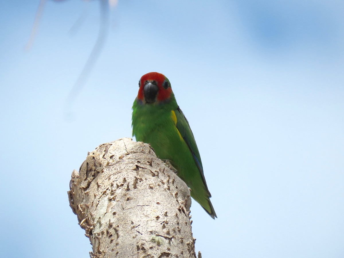 Double-eyed Fig-Parrot (Double-eyed) - Phil Gregory | Sicklebill Safaris | www.birder.travel