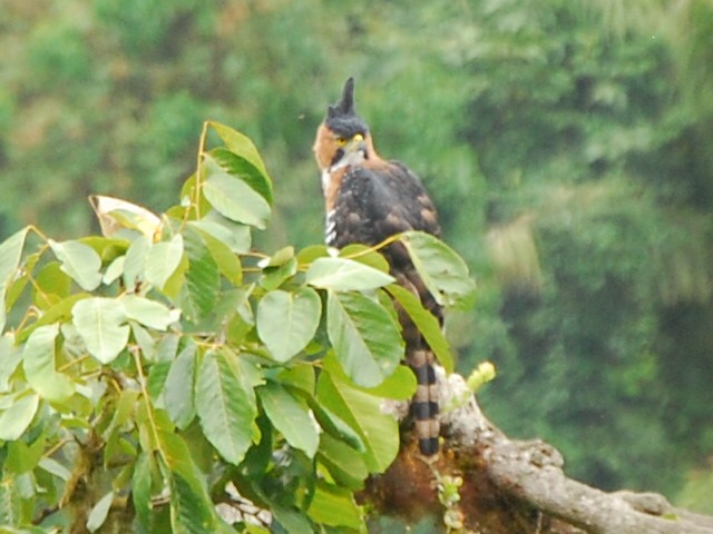 Ornate Hawk-Eagle - Agustin Carrasco