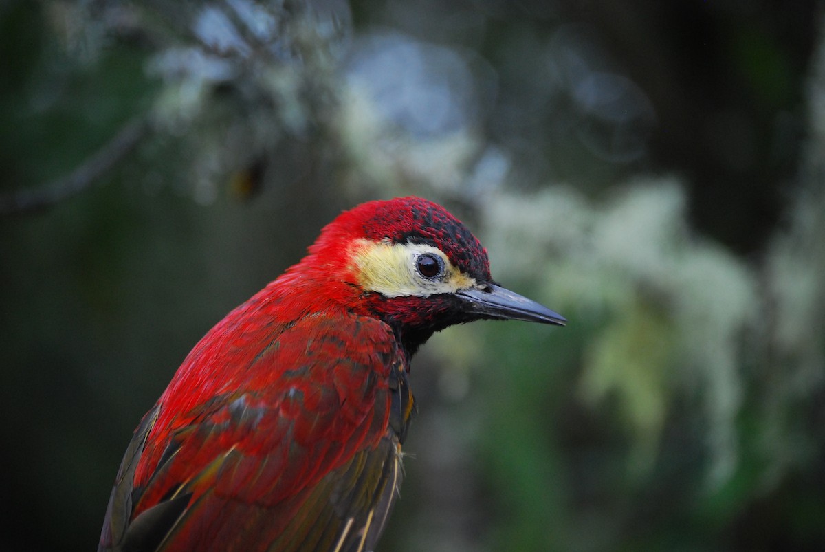 Crimson-mantled Woodpecker (Crimson-mantled) - ML205761631