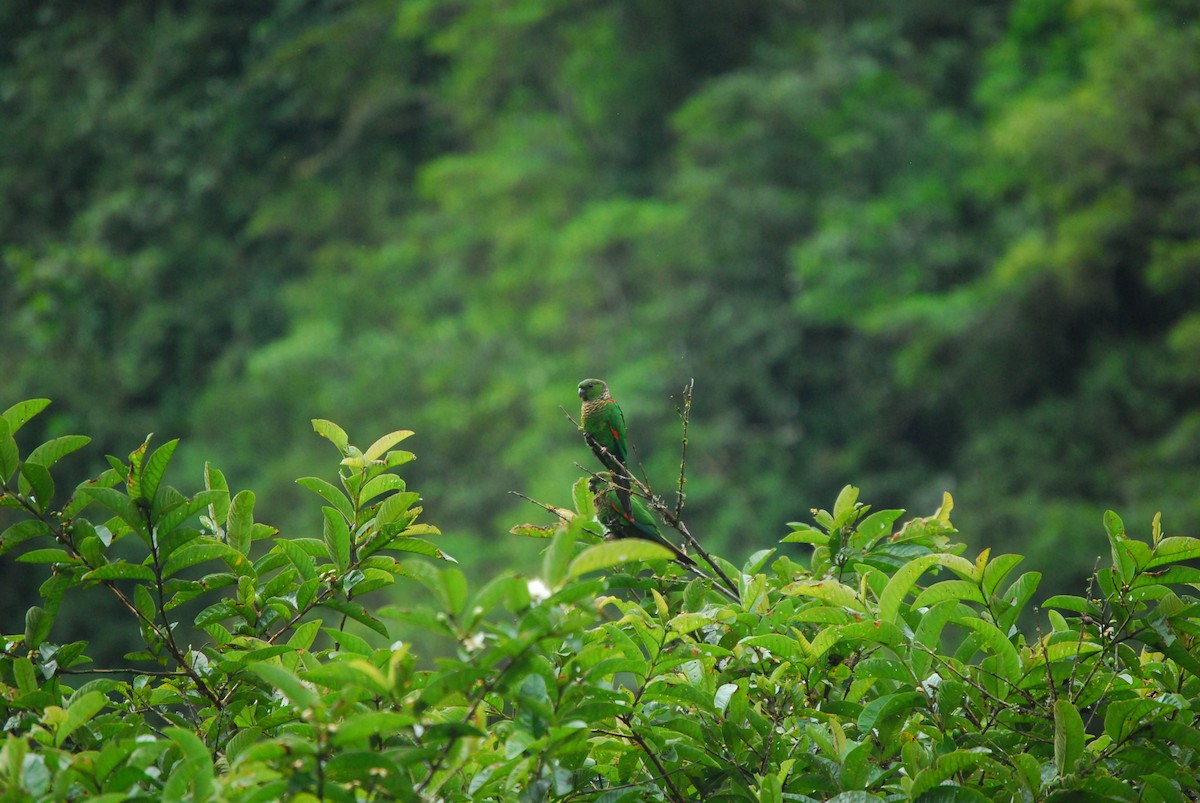 Maroon-tailed Parakeet - Agustin Carrasco
