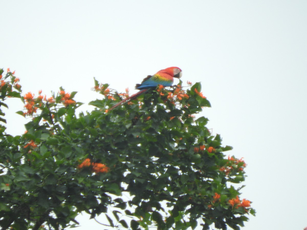 Scarlet Macaw - ML205761931
