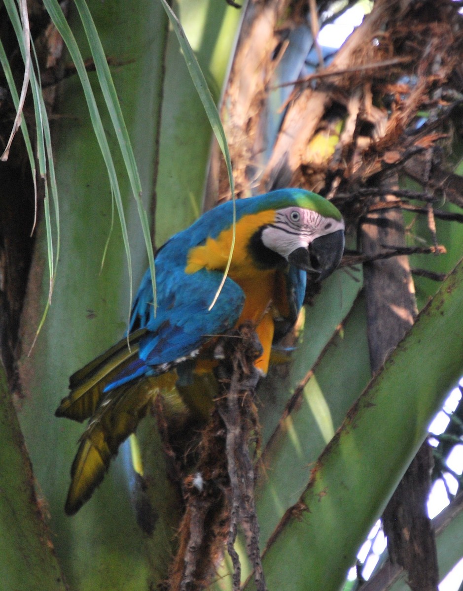 Blue-and-yellow Macaw - Agustin Carrasco