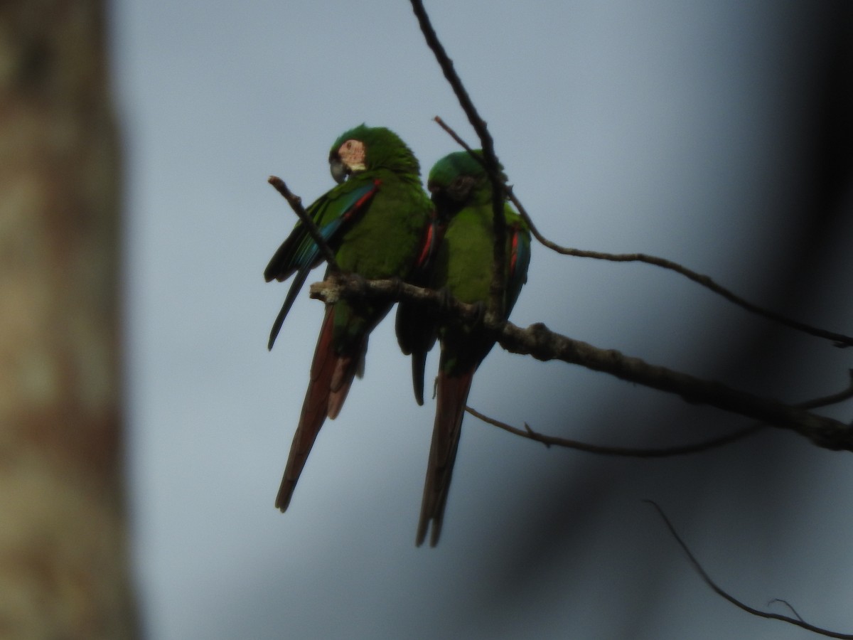 Chestnut-fronted Macaw - ML205761961