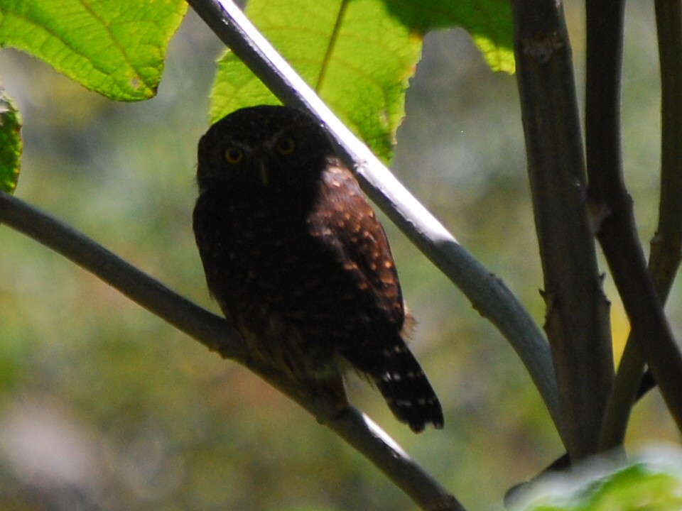 Andean Pygmy-Owl - ML205762061