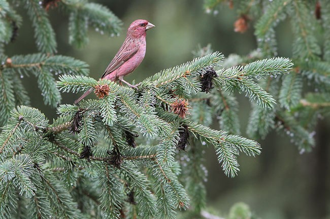 Red-mantled Rosefinch - ML205762121