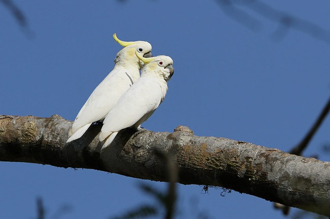 Yellow-crested Cockatoo - James Eaton
