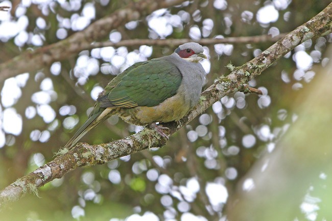 Red-eared Fruit-Dove (Red-eared) - James Eaton