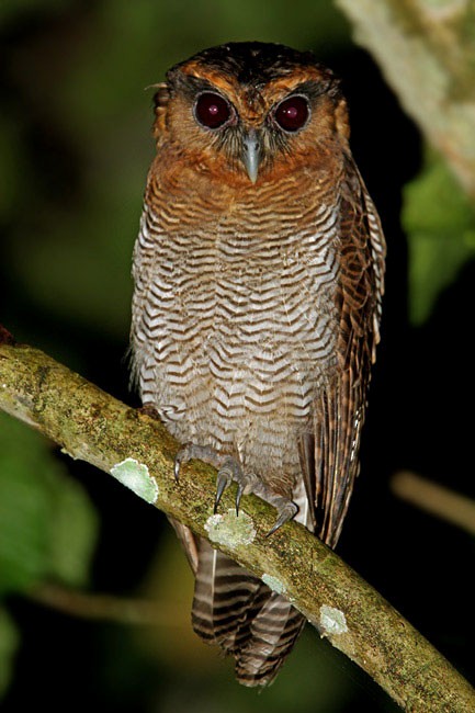 Brown Wood-Owl (Bornean) - ML205762631