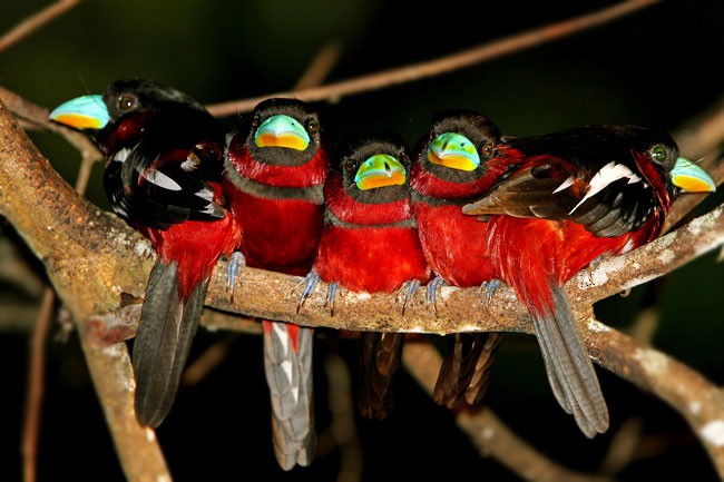 Black-and-red Broadbill (Black-and-red) - ML205762681