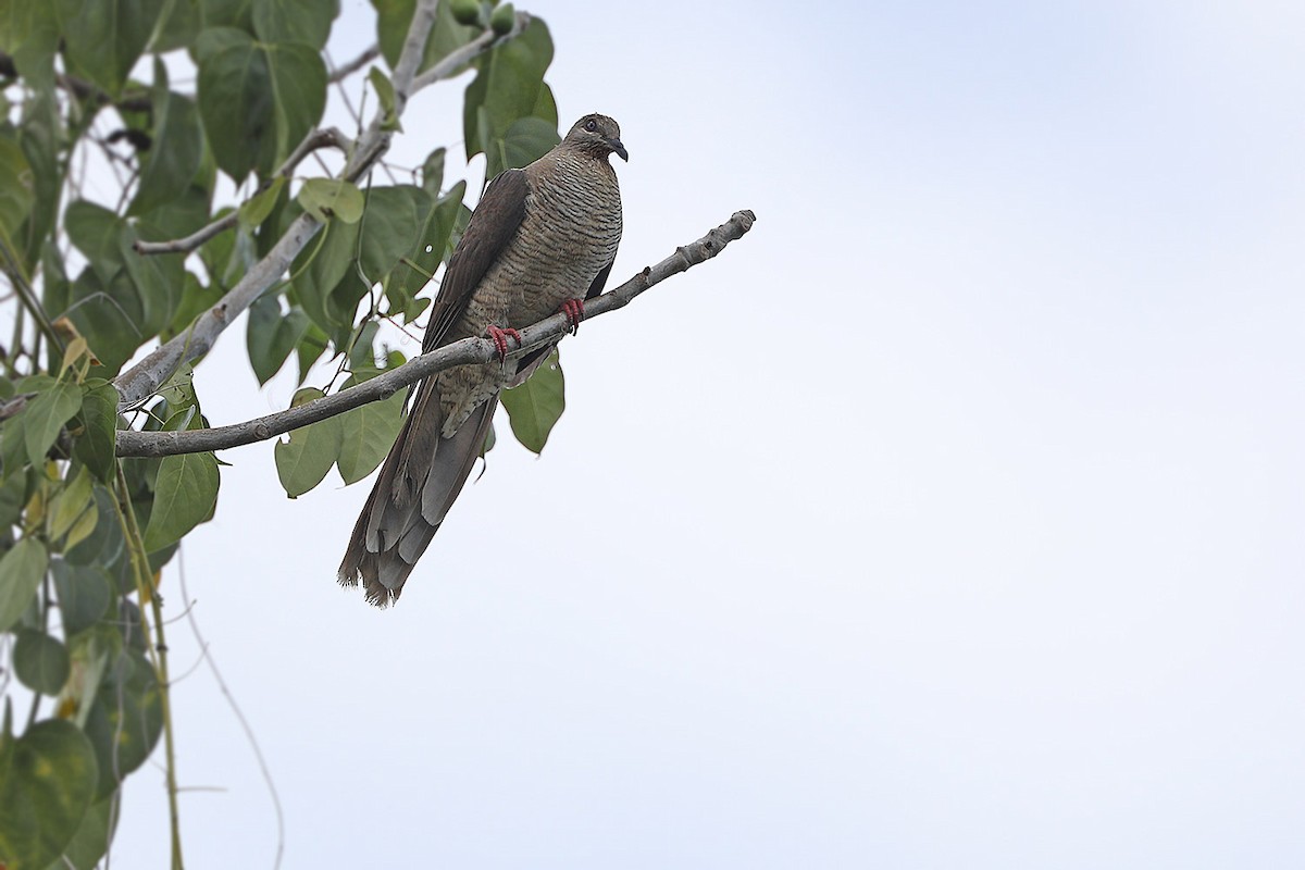 Flores Sea Cuckoo-Dove - James Eaton