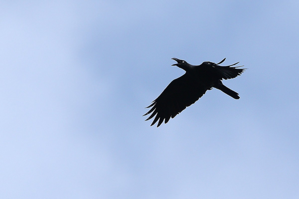 Long-billed Crow - James Eaton