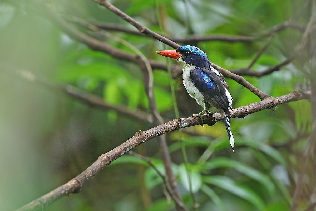 Common Paradise-Kingfisher - James Eaton
