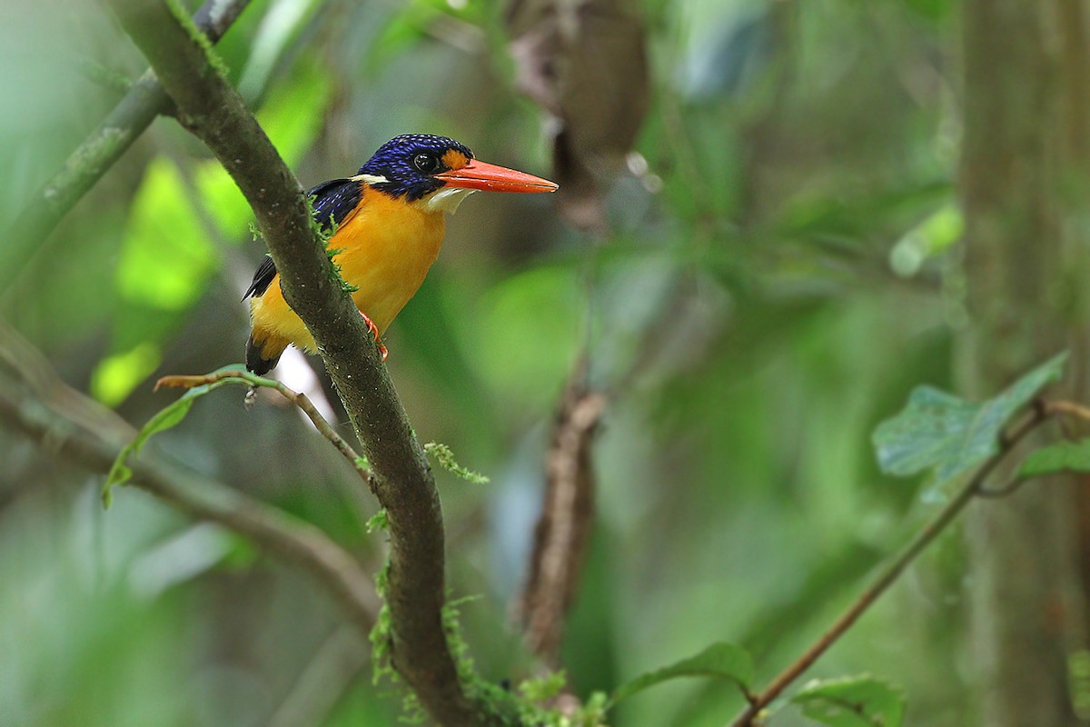 Moluccan Dwarf-Kingfisher (Seram) - James Eaton