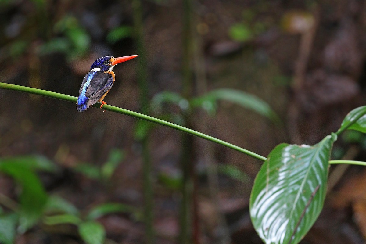 Moluccan Dwarf-Kingfisher (North Moluccan) - ML205762911