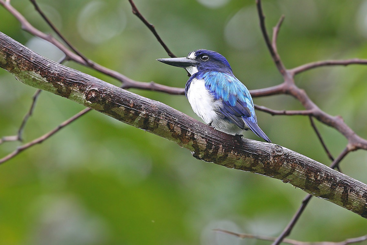 Blue-and-white Kingfisher - ML205763011