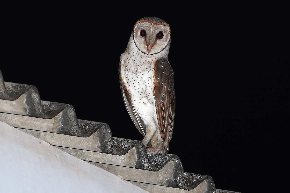 Andaman Masked-Owl - James Eaton