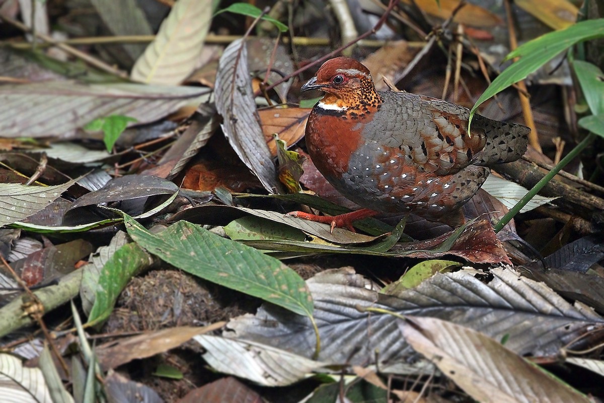 Chestnut-breasted Partridge - James Eaton