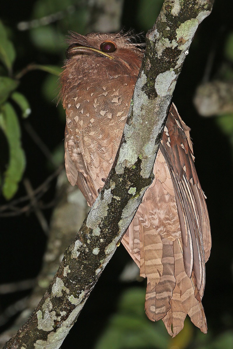 Dulit Frogmouth - ML205763171