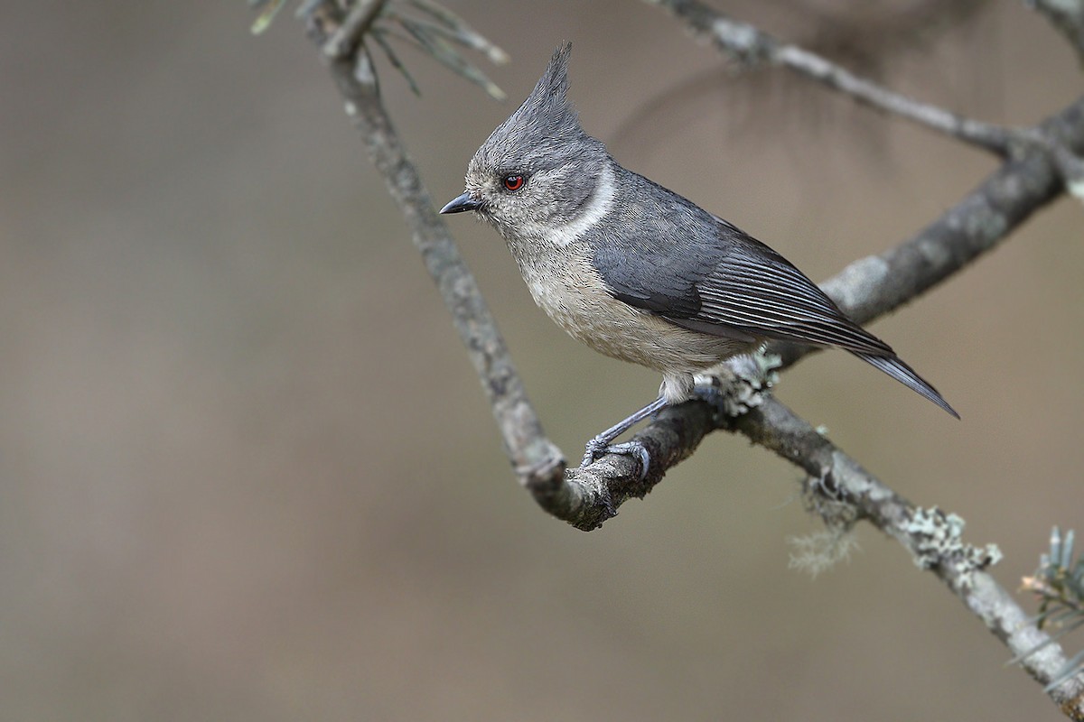 Gray-crested Tit - ML205763241