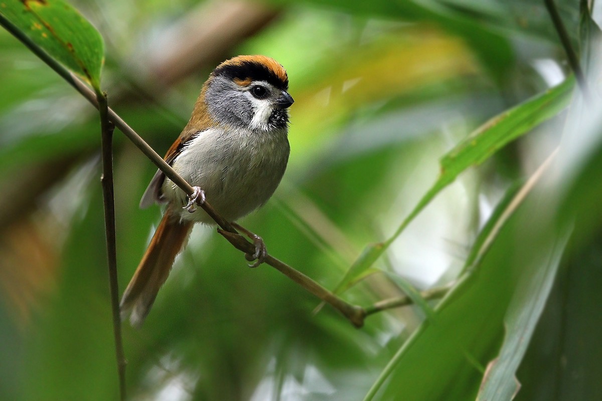 Black-throated Parrotbill (Gray-breasted) - James Eaton