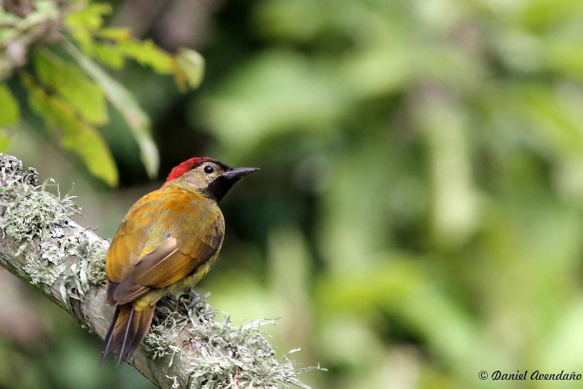 Golden-olive Woodpecker - Daniel Avendaño