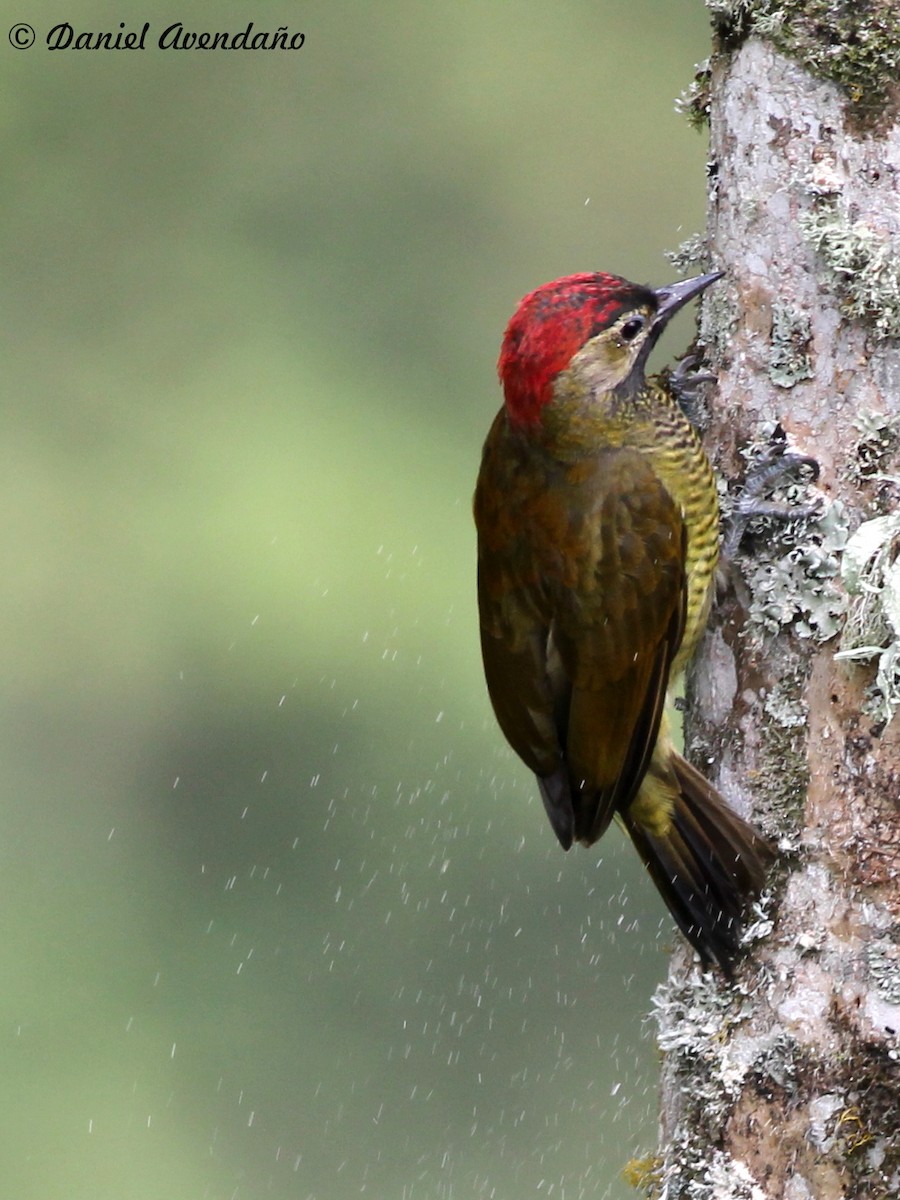 Golden-olive Woodpecker - Daniel Avendaño
