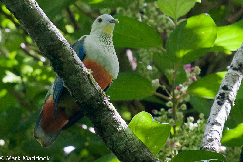 Silver-capped Fruit-Dove - ML205764401