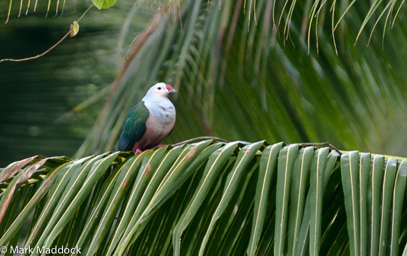 Red-knobbed Imperial-Pigeon (Gray-necked) - ML205764441