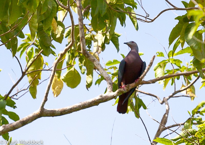 Chestnut-bellied Imperial-Pigeon - Mark Maddock