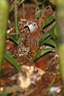Chestnut-necklaced Partridge (Sabah), ML205764511