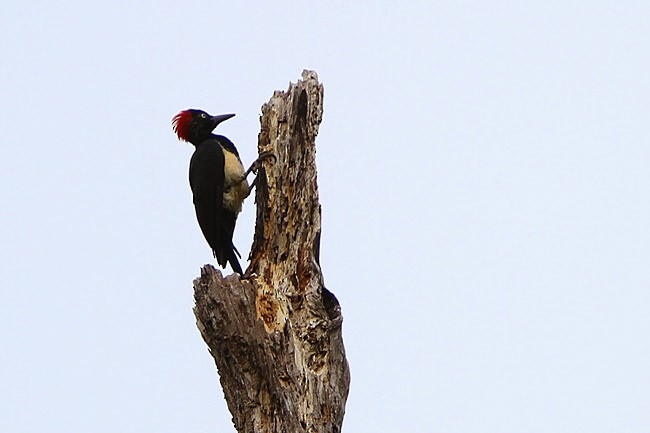 White-bellied Woodpecker - ML205764581