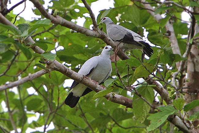 Silvery Wood-Pigeon - James Eaton