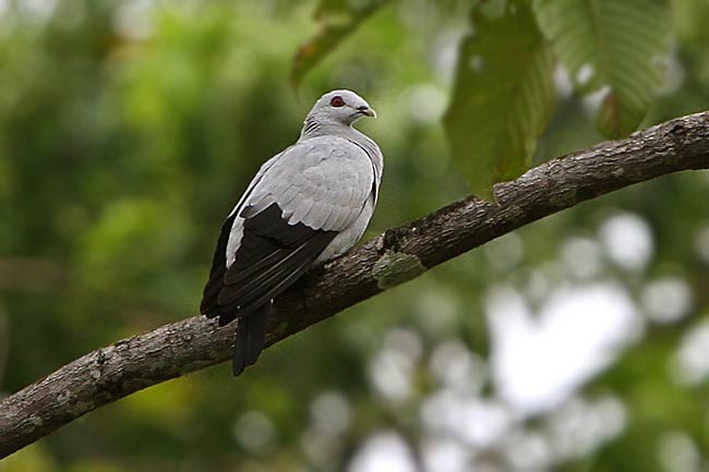 Silvery Wood-Pigeon - ML205764611
